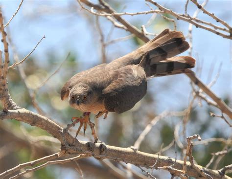 Urban Cooper’s hawks face a range of threats - The Wildlife Society