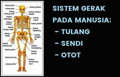 sistem gerak  manusia tulang sendi  otot ilmupelajarancom