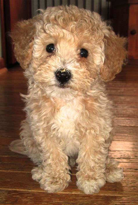 Poochon Puppies