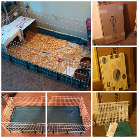 ways to guinea pig not moving cheap 4