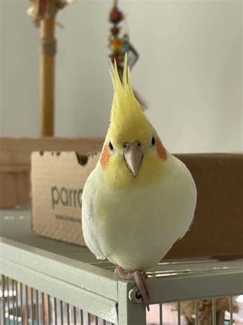 The body is round : r/cockatiel