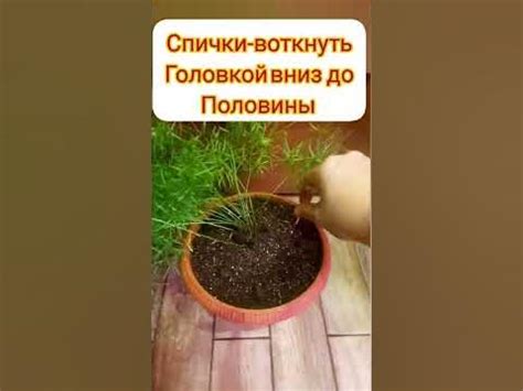 избавляемся от грибного комарика - YouTube