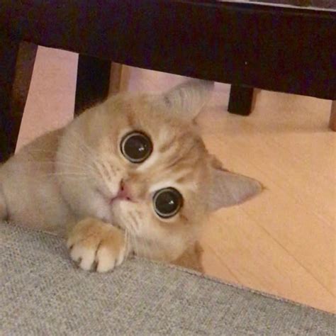 Create meme "cat meme, meme cat" - Pictures - Meme-arsenal.com