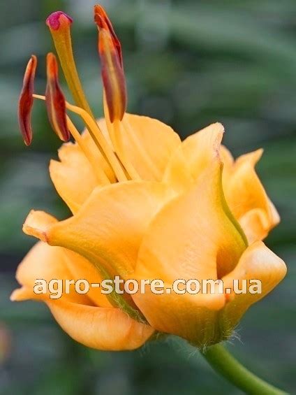 Голландия - Лилия ЛА-гибриды Apricot Fudge (Эйприкот Фуджи) - Купить ...