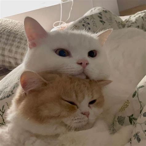 Pin on котики