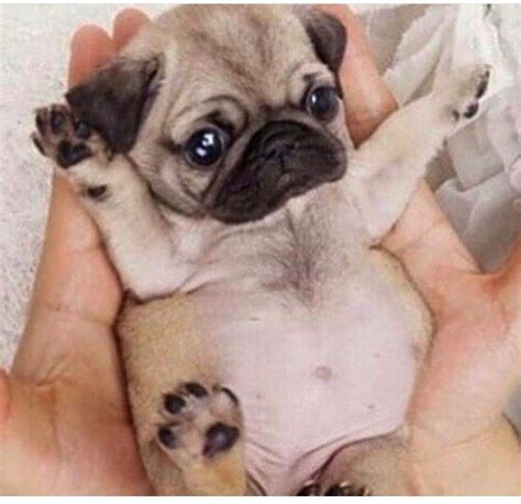 15 Funny Pug Photos That Will Make You Laugh | Pugs funny, Pug photos, Pugs