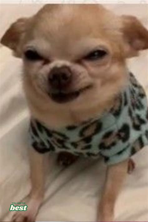 smiling chihuahua meme