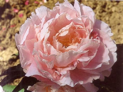 Пион Ник Шейлор Фото — Softforoneyou.ru