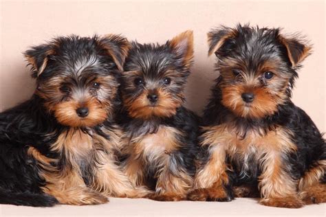 Yorkshire Terrier Progression: Growth Chart, Milestones, and Training ...