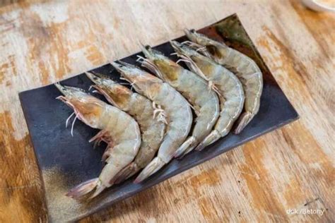 udang ketahui   memilih udang segar lihat warna hingga kulitnya