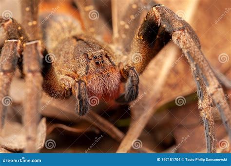 Brazilian Wandering Spider - Danger Poisonous Phoneutria Ctenidae Stock ...