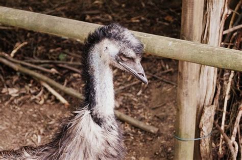 Emu Bird Flightless - Free photo on Pixabay - Pixabay