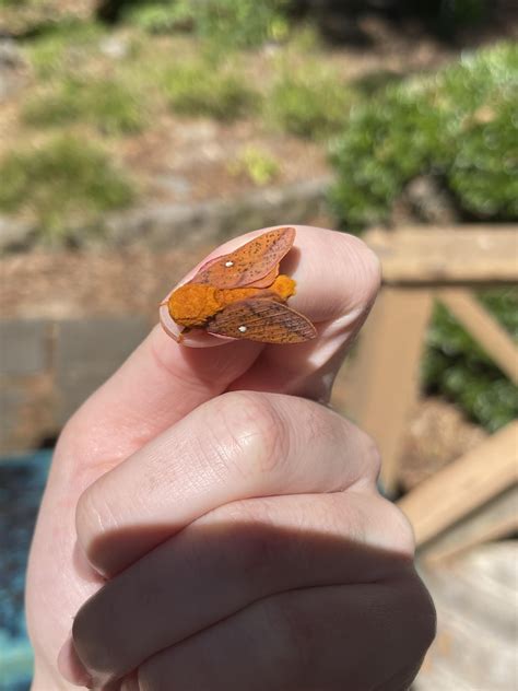 Spiny Oakworm moth!! NW GA : r/moths