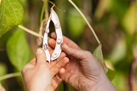 introduction  seed saving   save seeds