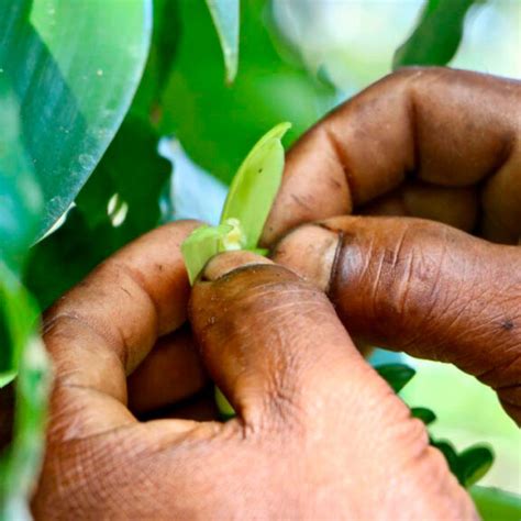 Vanilla Splits (Vanilla Bean Splits For Extract/Industry) | Madagascar ...