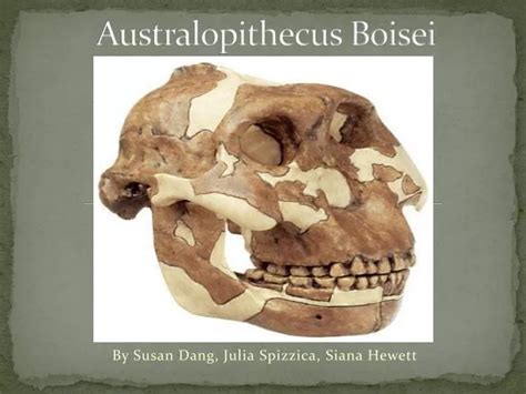 PPT - Australopithecus Boisei PowerPoint Presentation, free download ...