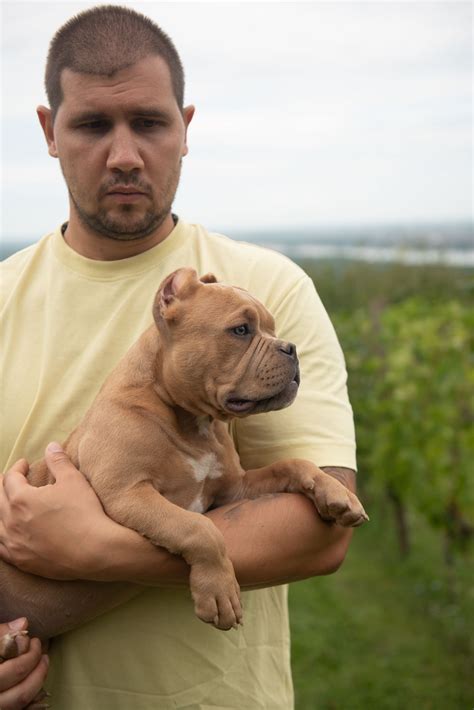 American Bully puppies - Pet Exporters