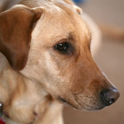 Golden Pet stock image. Image of popular, coat, gentle - 14727515