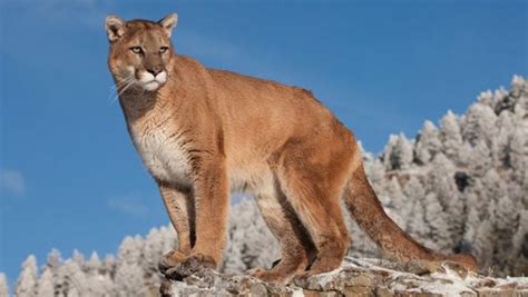 pin  wildlife