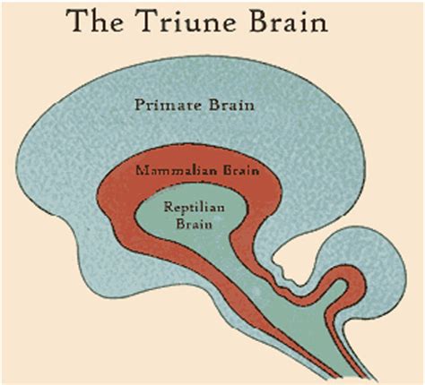 MacLean's triune brain. | Download Scientific Diagram