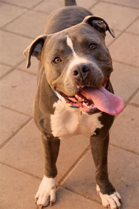 The next dog I want. Blue Pitt