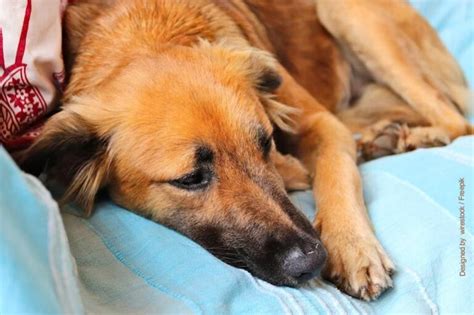 Quanto Tempo Dura O Cio De Uma Cachorra Porte Pequeno - Cio de cachorro: quanto tempo dura? - Agrosete