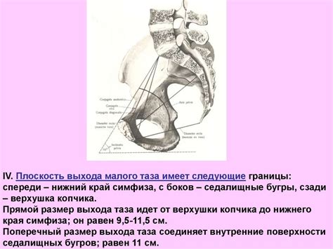 Анатомия и физиология женских половых органов - презентация онлайн