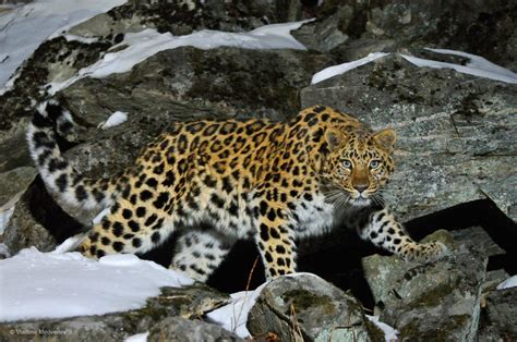 119 best Amur Leopard images on Pholder | Aww, Nature Is Fucking Lit ...