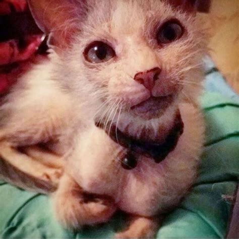 'Ugly' Cat Never Knew She Could Be Loved So Much - The Dodo