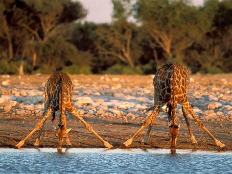 Giraffe - Animals Wallpaper (13129633) - Fanpop
