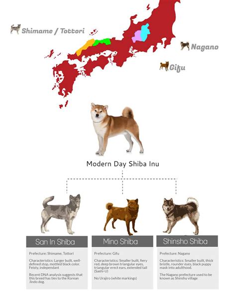 Shiba Inus Of Japan – All Of Your Questions Answered - My First Shiba Inu