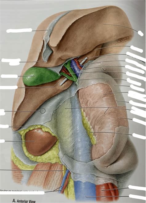 Hepatic system Diagram | Quizlet