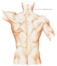 Ligamentum Nuchae – Earth's Lab