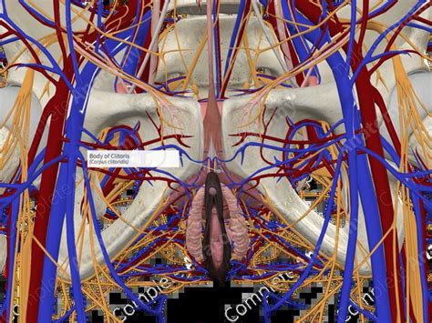 body  clitoris complete anatomy