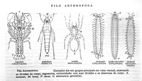 Características Gerais Dos Artrópodes - 7