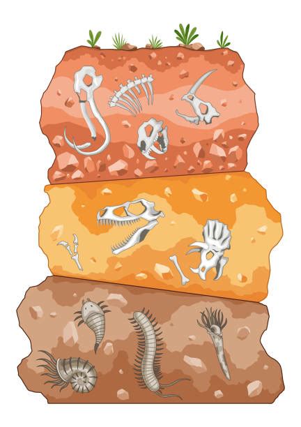 fossil stock  pictures royalty  images istock