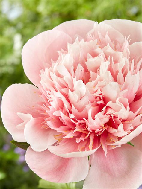 Peony Etched Salmon | Grow Peonies | DutchGrown™