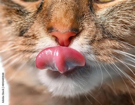 Cat's Tongue Close-Up: A Detailed Look at the Spiky Surface Stock Photo ...