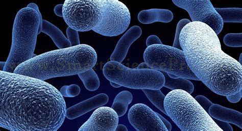 Classification of Microorganisms • Smart Science Pro
