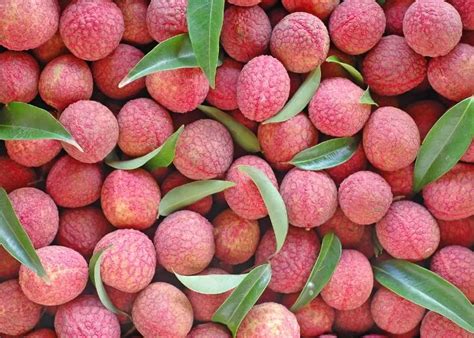 mengenal  manfaat nyata  mengkonsumsi buah leci akurat jateng