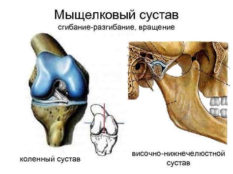 Суставы прерывные соединения или диартрозы Строение сустава