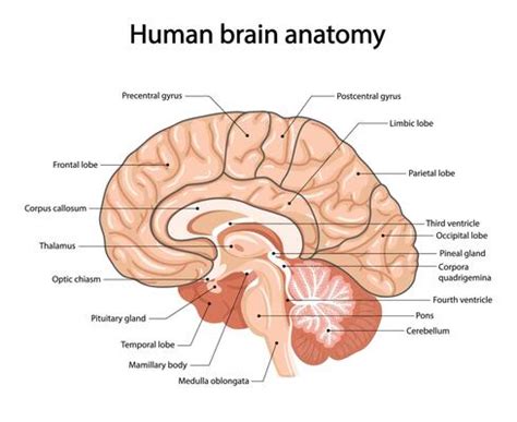 Human Brain Vector Art, Icons, and Graphics for Free Download