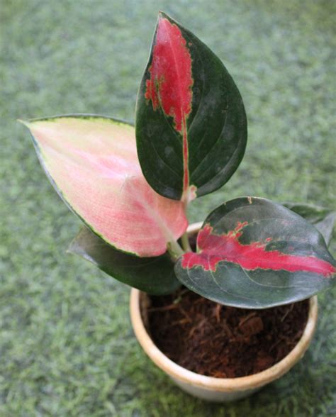 Aglaonema Red Emerald – plantpoem.com