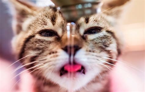 Wallpaper cat, water, crane for mobile and desktop, section кошки ...