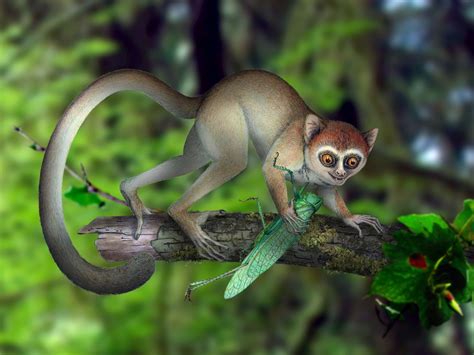 Tiny, Ancient Tree-Dweller Was One Of Earth's Earliest Primates : NPR
