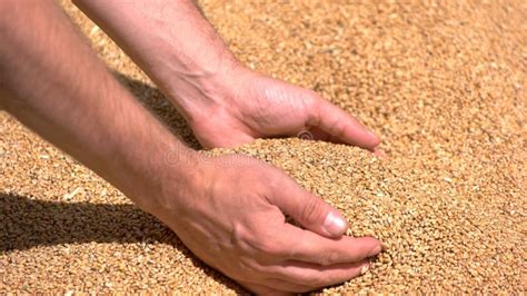 Man`s hand takes grains. stock image. Image of earn - 143047213