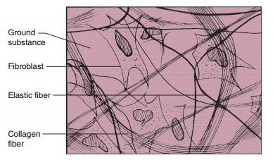 Loose Connective Tissue – Earth's Lab