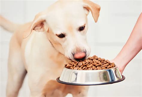 Cachorro Adulto Pode Comer Ração De Filhote