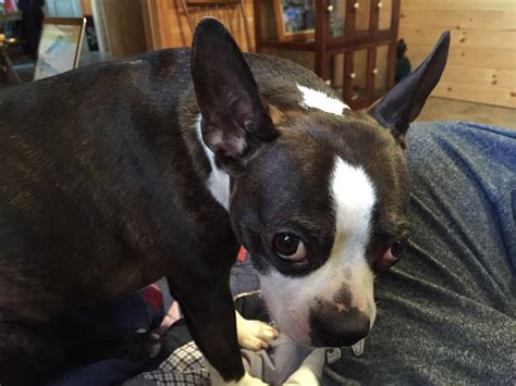 Lola Lynn aka Baby Girl. This is when she was young and full of energy