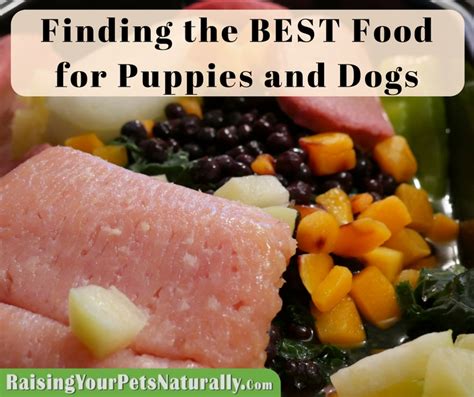 dog food  puppies     dog food raising  pets naturally  tonya